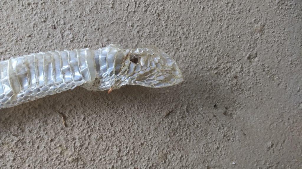 Clarksville snake skin